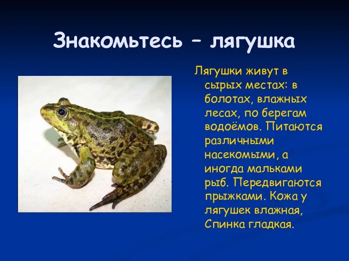 Знакомьтесь – лягушка Лягушки живут в сырых местах: в болотах, влажных