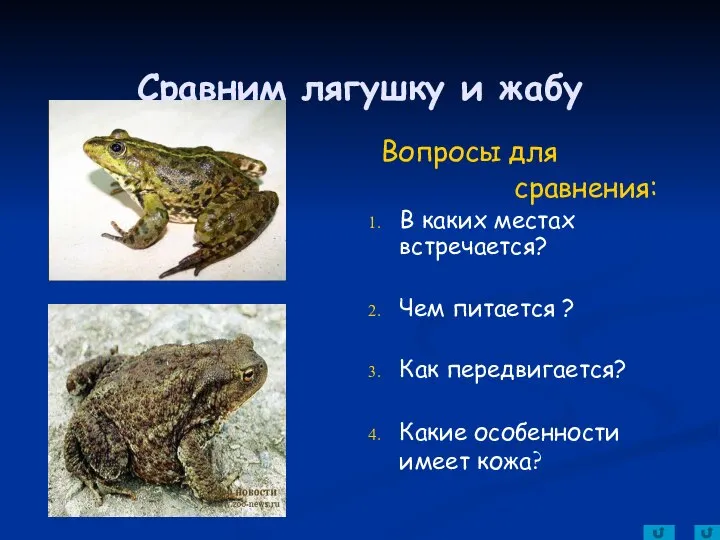 Сравним лягушку и жабу Вопросы для сравнения: В каких местах встречается?