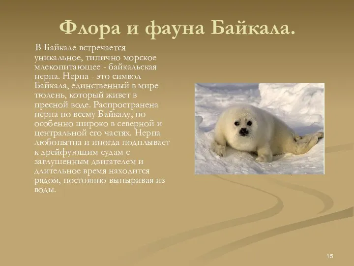 Флора и фауна Байкала. В Байкале встречается уникальное, типично морское млекопитающее