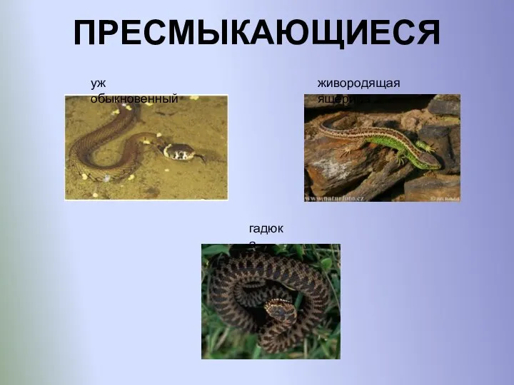 ПРЕСМЫКАЮЩИЕСЯ