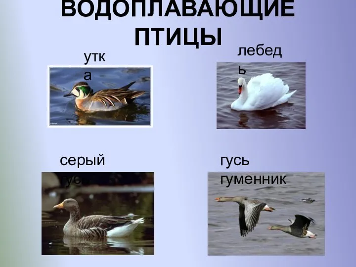 ВОДОПЛАВАЮЩИЕ ПТИЦЫ