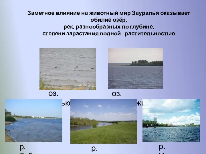 Заметное влияние на животный мир Зауралья оказывает обилие озёр, рек, разнообразных