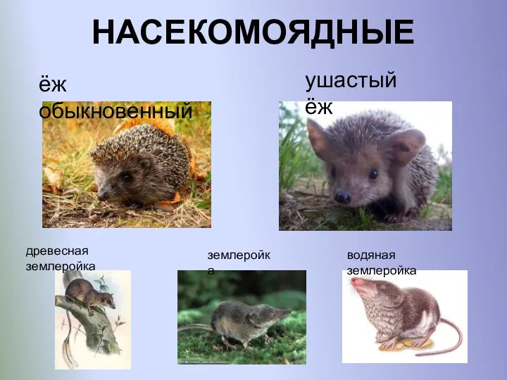 НАСЕКОМОЯДНЫЕ