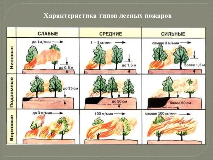 Характеристика типов лесных пожаров