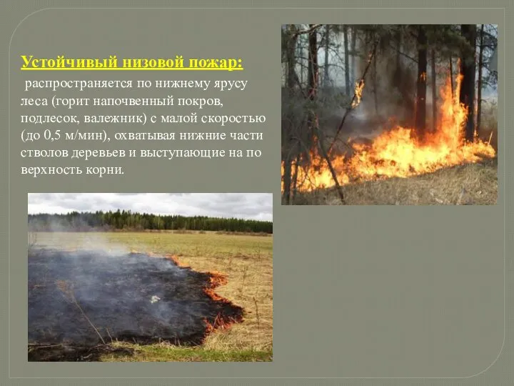 . Устойчивый низовой пожар: распространяется по нижнему ярусу леса (горит напочвенный