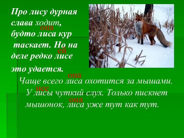 Про лису дурная слава ходит, будто лиса кур таскает. Но на