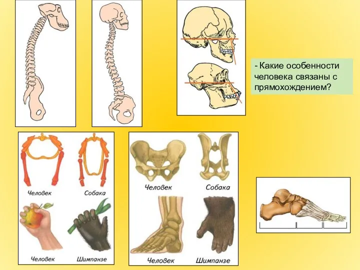- Какие особенности человека связаны с прямохождением?