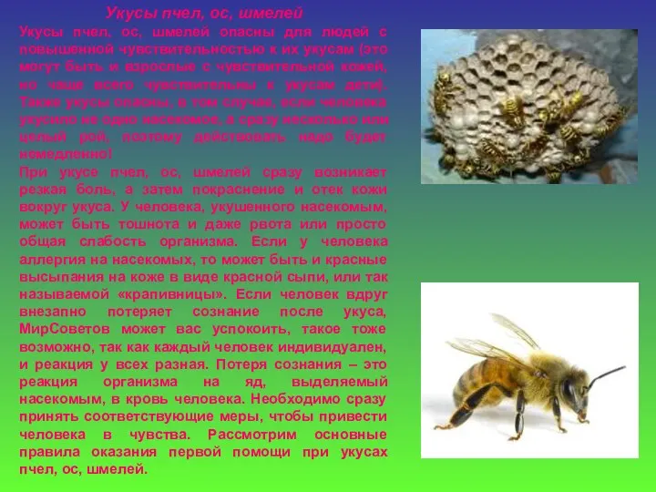 Укусы пчел, ос, шмелей Укусы пчел, ос, шмелей опасны для людей