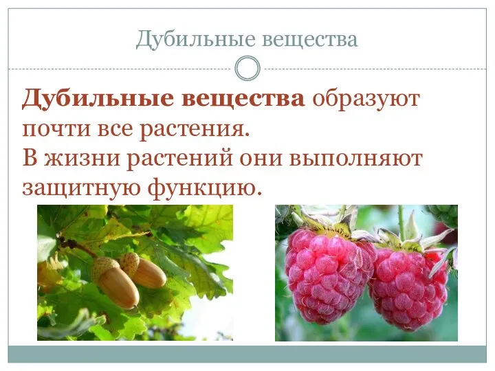 Дубильные вещества Дубильные вещества образуют почти все растения. В жизни растений они выполняют защитную функцию.