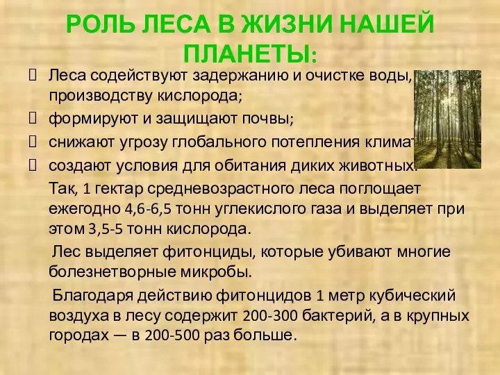 РОЛЬ ЛЕСА В ЖИЗНИ НАШЕЙ ПЛАНЕТЫ: Леса содействуют задержанию и очистке