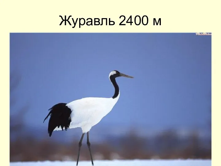 Журавль 2400 м