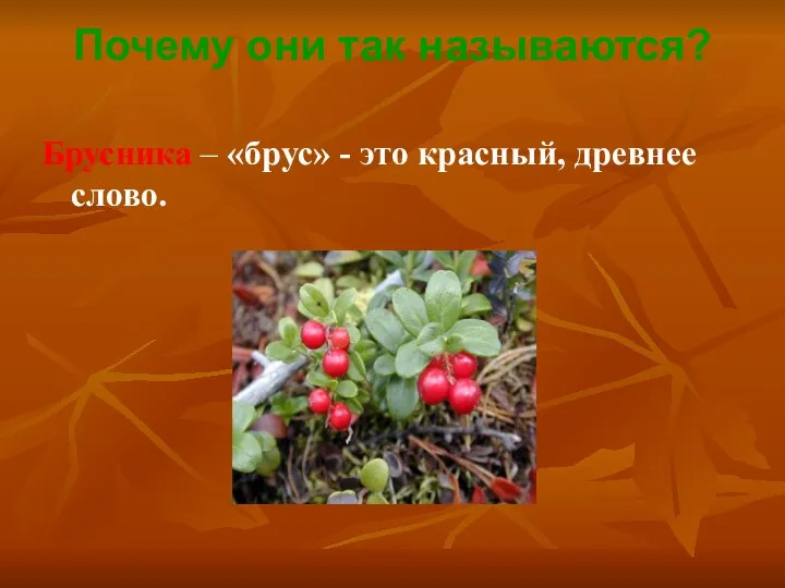 Почему они так называются? Брусника – «брус» - это красный, древнее слово.