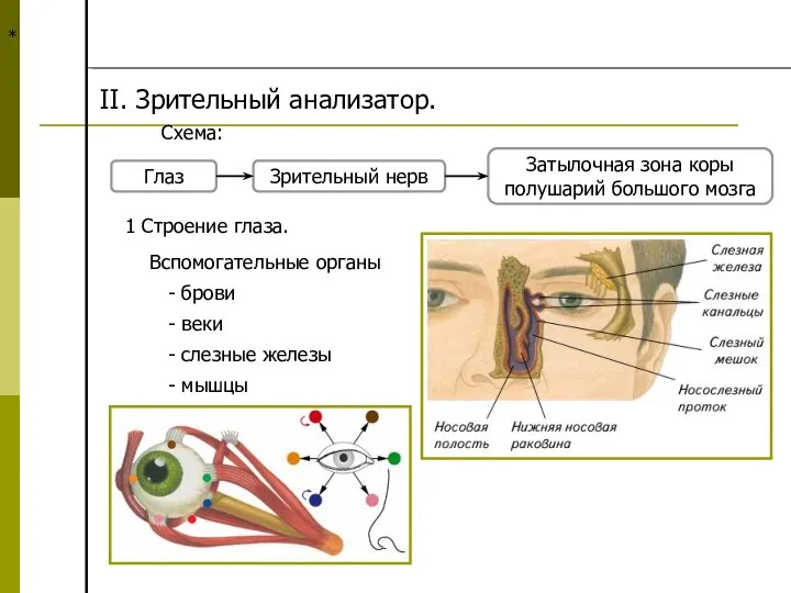 * II. Зрительный анализатор. Схема: Глаз Зрительный нерв Затылочная зона коры