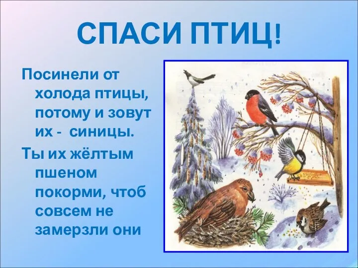 СПАСИ ПТИЦ! Посинели от холода птицы, потому и зовут их -