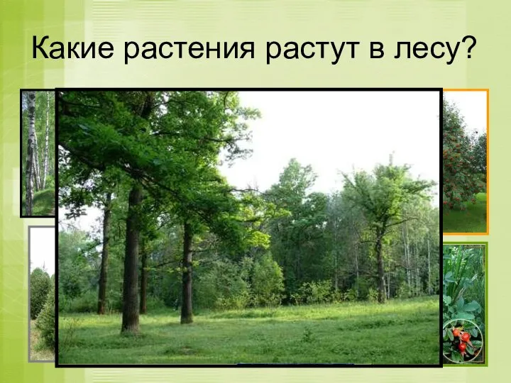 Какие растения растут в лесу?