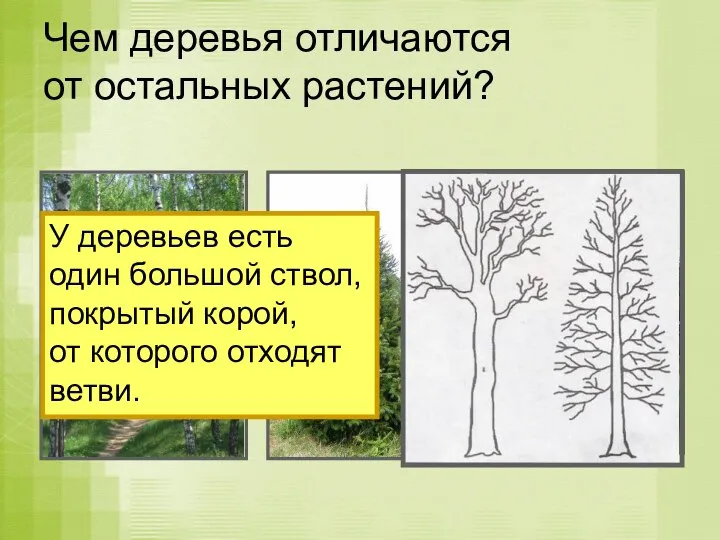 Чем деревья отличаются от остальных растений? У деревьев есть один большой
