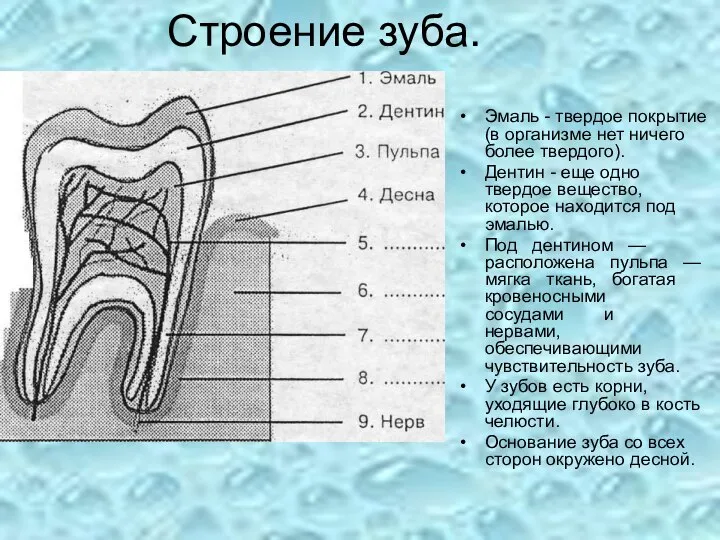 Строение зуба. Эмаль - твердое покрытие (в организме нет ничего более