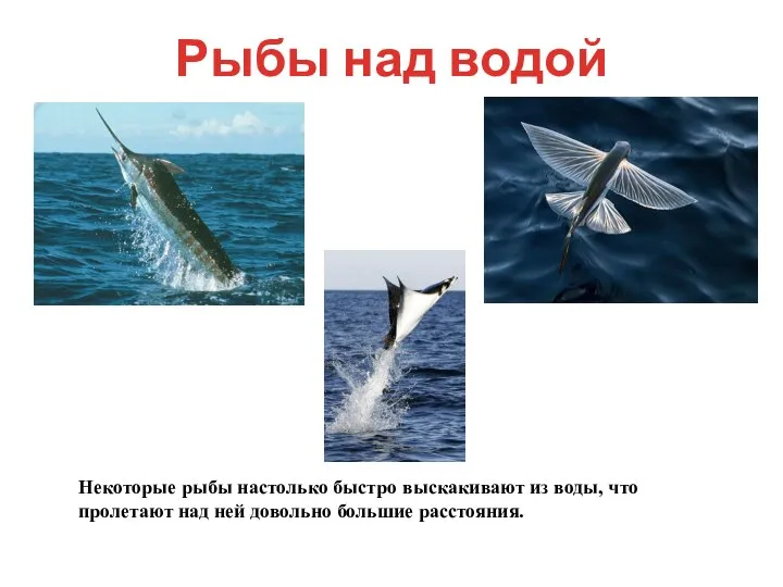 Рыбы над водой Некоторые рыбы настолько быстро выскакивают из воды, что