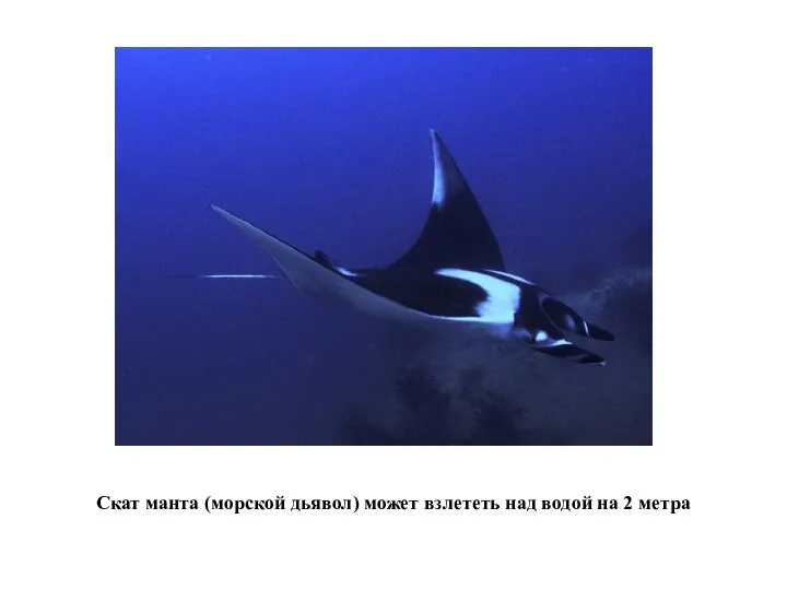Скат манта (морской дьявол) может взлететь над водой на 2 метра