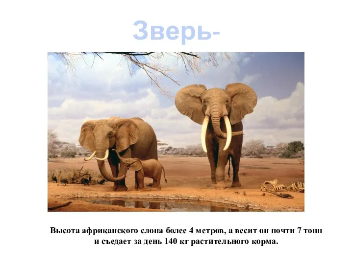 Зверь-великан Высота африканского слона более 4 метров, а весит он почти