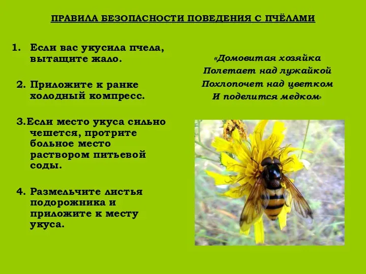 ПРАВИЛА БЕЗОПАСНОСТИ ПОВЕДЕНИЯ С ПЧЁЛАМИ Если вас укусила пчела, вытащите жало.