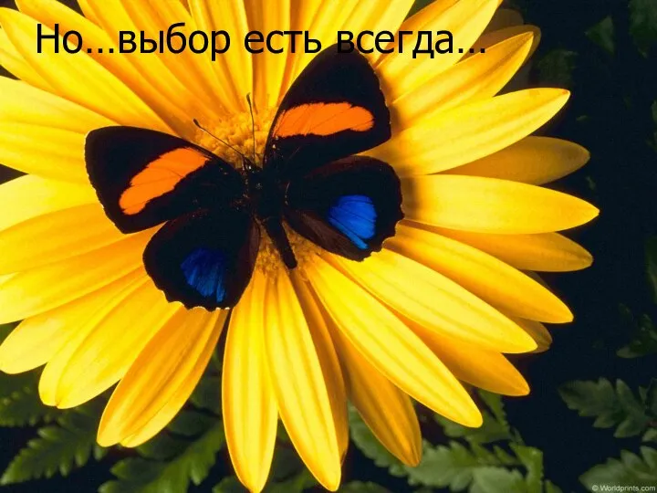 Но…выбор есть всегда…