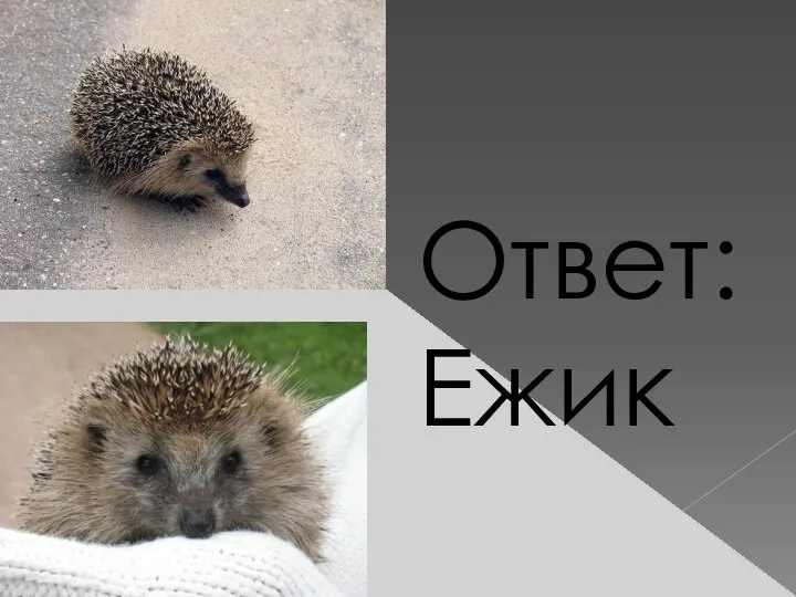 Ответ: Ежик