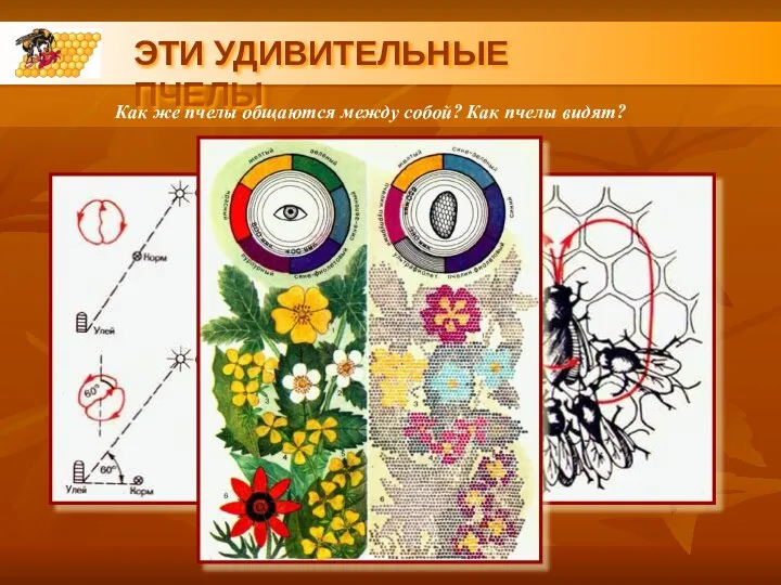 ЭТИ УДИВИТЕЛЬНЫЕ ПЧЕЛЫ Как же пчелы общаются между собой? Как пчелы видят?