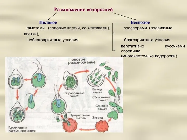 Размножение водорослей Половое Бесполое гаметами (половые клетки, со жгутиками), зооспорами (подвижные