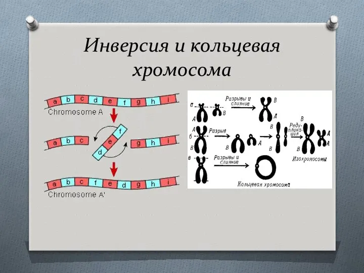 Инверсия и кольцевая хромосома