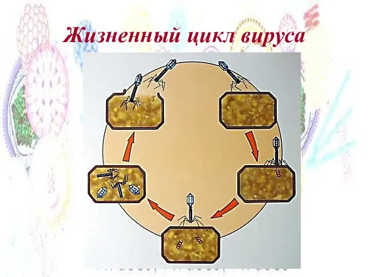 Жизненный цикл вируса