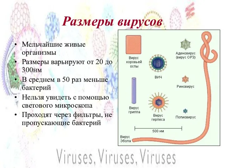 Размеры вирусов Мельчайшие живые организмы Размеры варьируют от 20 до 300нм