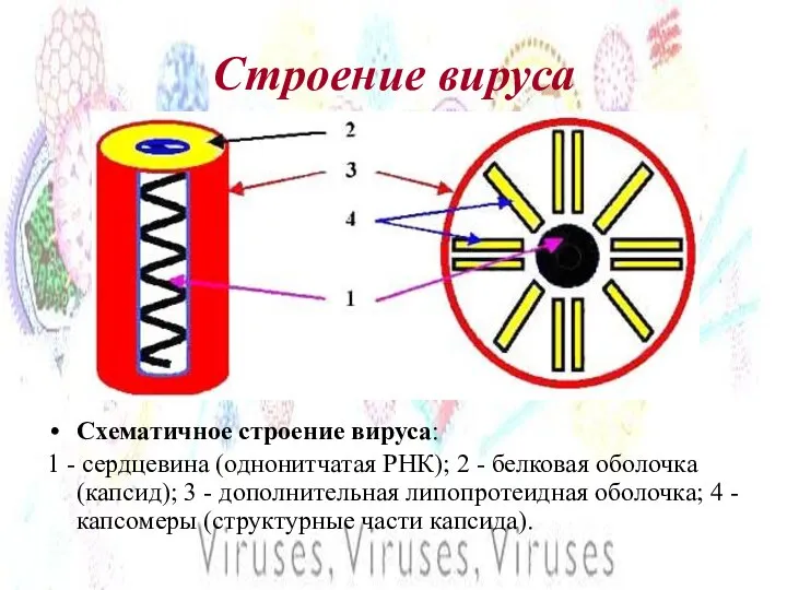 Строение вируса Схематичное строение вируса: 1 - сердцевина (однонитчатая РНК); 2