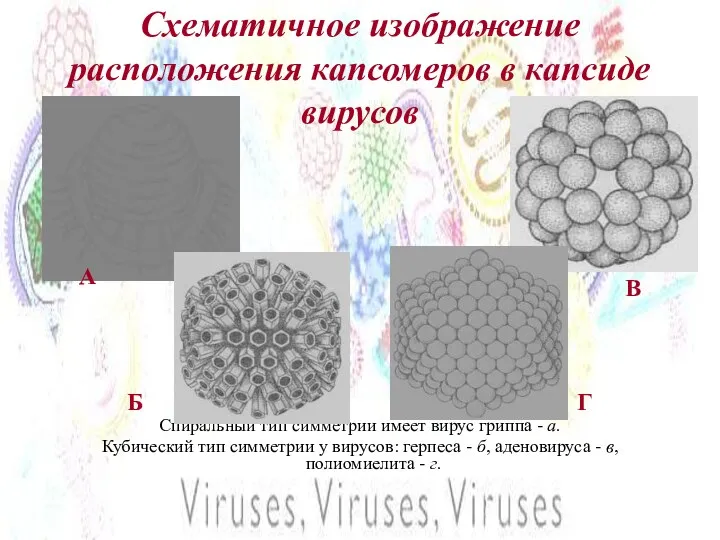 Схематичное изображение расположения капсомеров в капсиде вирусов Спиральный тип симметрии имеет