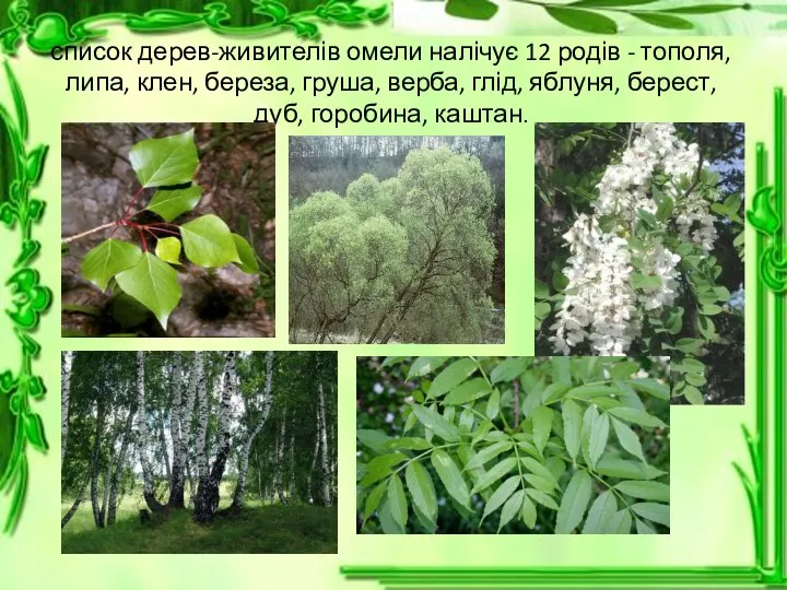 список дерев-живителів омели налічує 12 родів - тополя, липа, клен, береза,