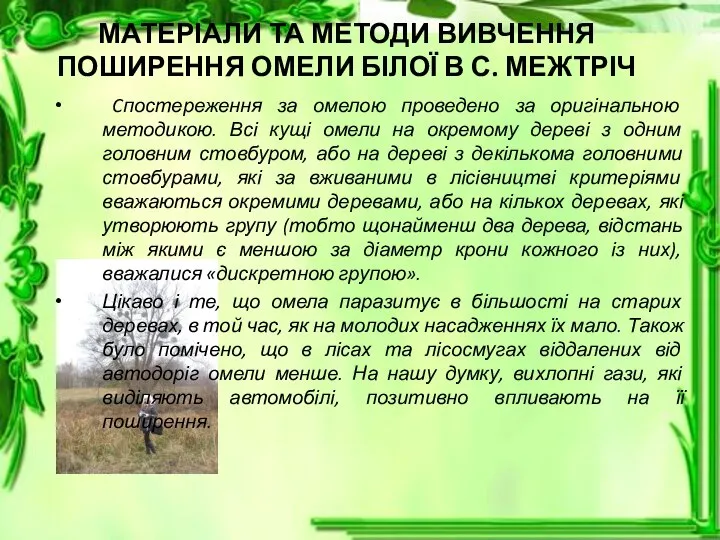 МАТЕРІАЛИ ТА МЕТОДИ ВИВЧЕННЯ ПОШИРЕННЯ ОМЕЛИ БІЛОЇ В С. МЕЖТРІЧ Cпостереження