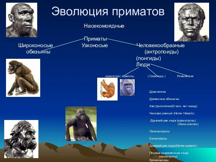 Эволюция приматов Насекомоядные Приматы Широконосые Узконосые Человекообразные обезьяны (антропоиды) (понгиды) Люди