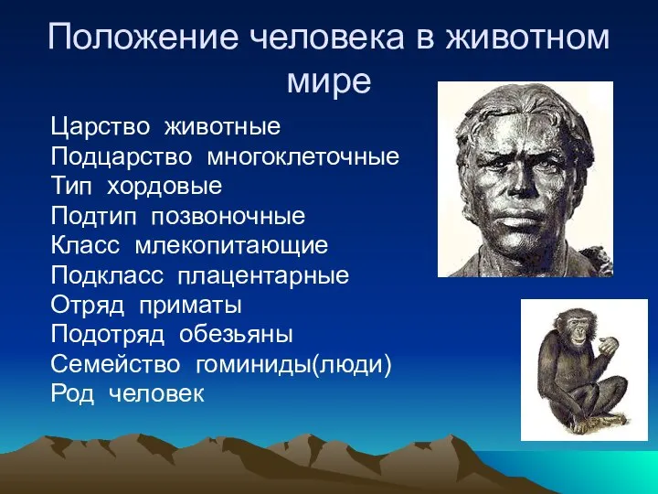 Положение человека в животном мире Царство животные Подцарство многоклеточные Тип хордовые