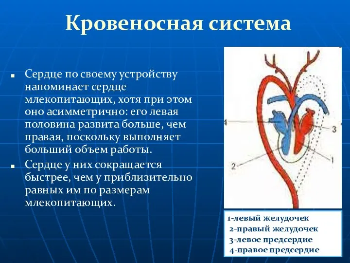 Кровеносная система Сердце по своему устройству напоминает сердце млекопитающих, хотя при