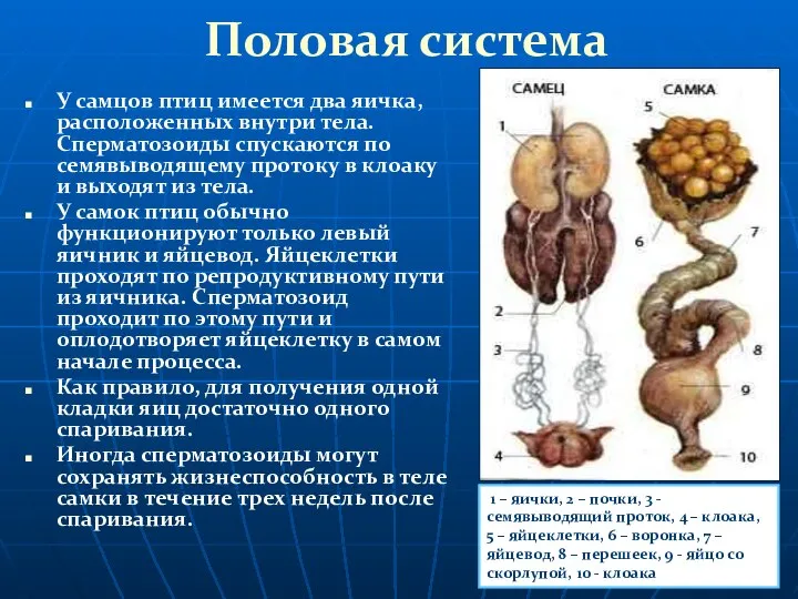 Половая система У самцов птиц имеется два яичка, расположенных внутри тела.