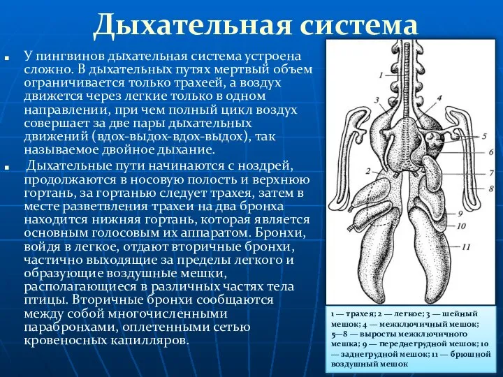 Дыхательная система У пингвинов дыхательная система устроена сложно. В дыхательных путях