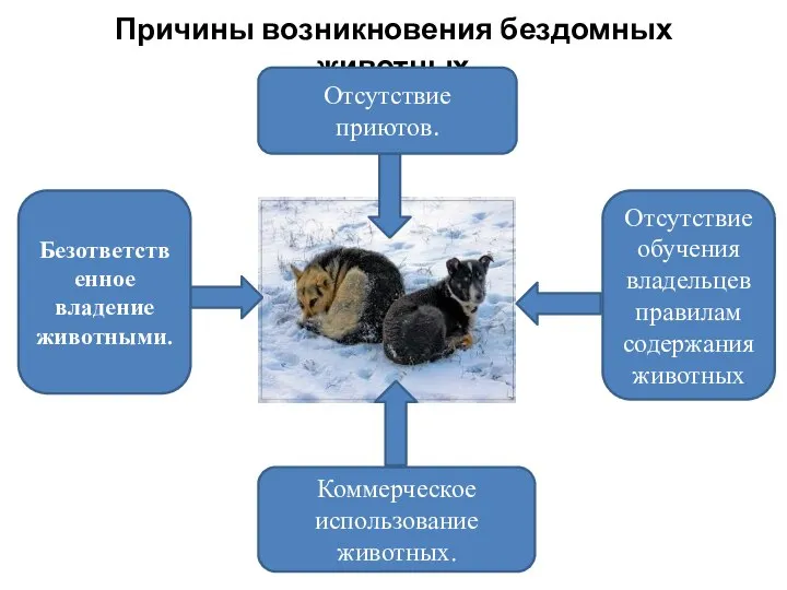 Причины возникновения бездомных животных Отсутствие приютов. Отсутствие обучения владельцев правилам содержания