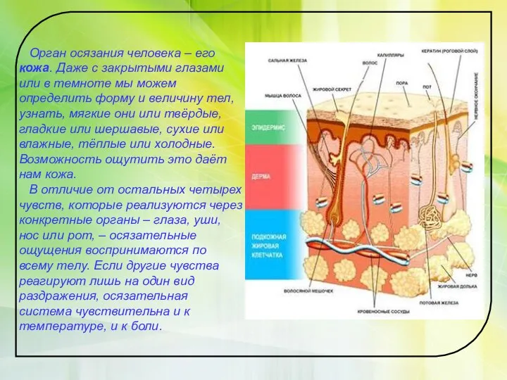 Орган осязания человека – его кожа. Даже с закрытыми глазами или