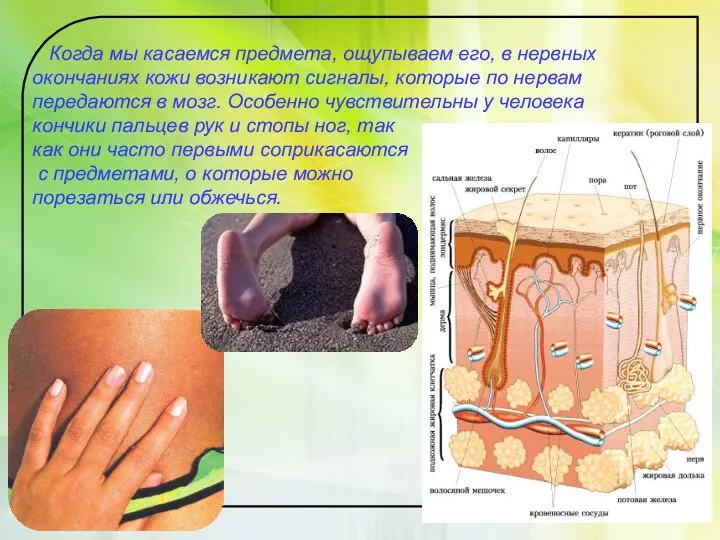 Когда мы касаемся предмета, ощупываем его, в нервных окончаниях кожи возникают