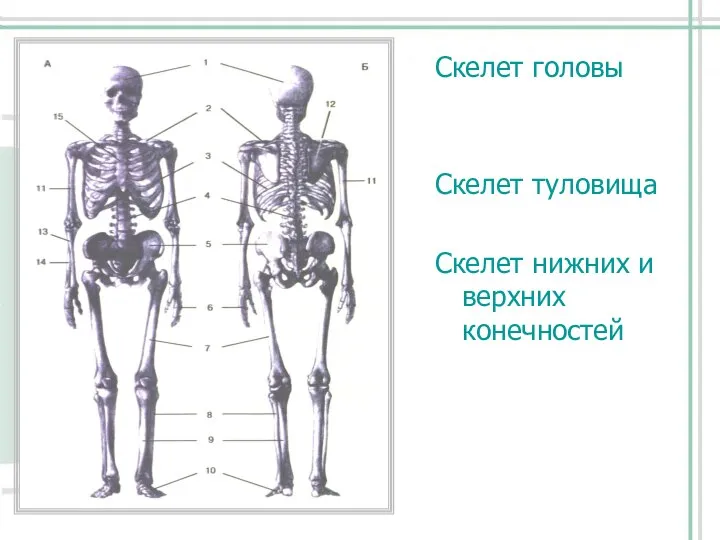 Скелет головы Скелет туловища Скелет нижних и верхних конечностей