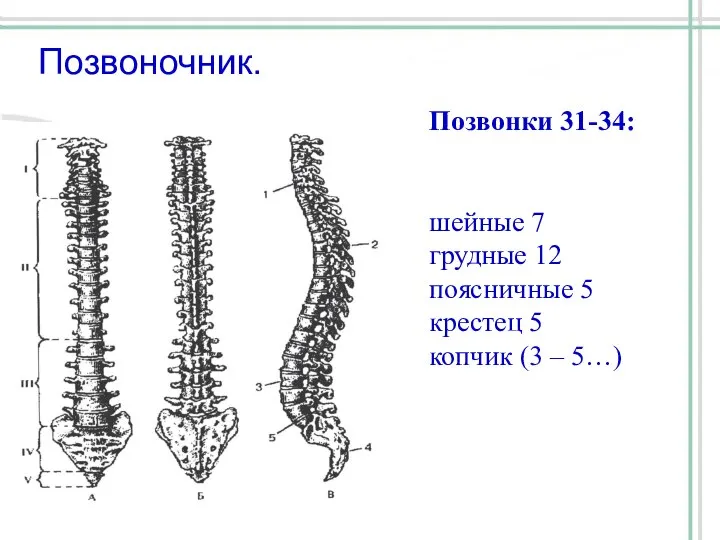 Позвоночник. Позвонки 31-34: шейные 7 грудные 12 поясничные 5 крестец 5 копчик (3 – 5…)