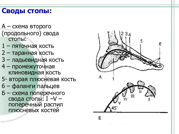 Своды стопы: А – схема второго (продольного) свода стопы: 1 –