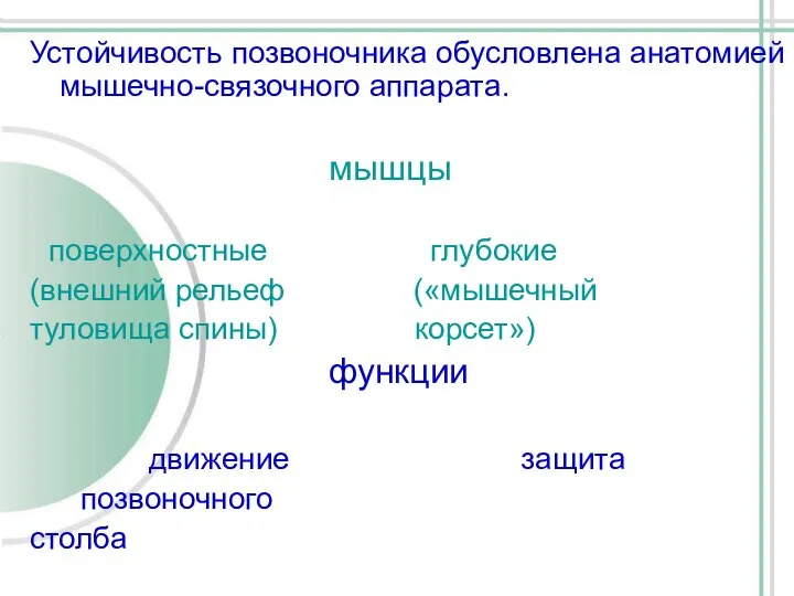 Устойчивость позвоночника обусловлена анатомией мышечно-связочного аппарата. мышцы поверхностные глубокие (внешний рельеф