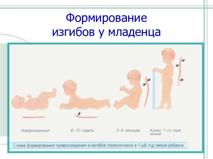 Формирование изгибов у младенца