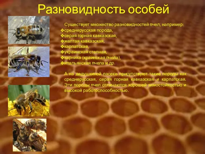 Разновидность особей Существует множество разновидностей пчел, например: среднерусская порода, серая горная